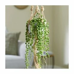 10-15cm String of Pearls | Senecio Rowleyanus | 14cm Pot