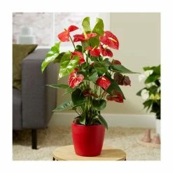 70-80cm Red Anthurium | 17cm Ceramic Red Pot