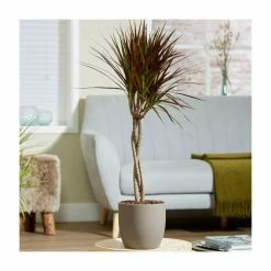 Braided Cane Dracaena marginata 'Magenta' | Dragon Tree | 3L Pot