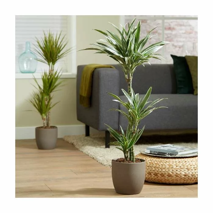 3 Cane Dracaena fragrans 'Warneckii' | Corn Plant | 3L Pot 1 3 Cane Dracaena fragrans 'Warneckii' | Corn Plant | 3L Pot