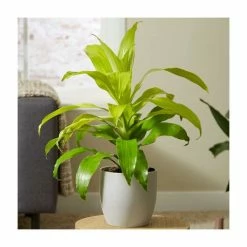 Dracaena fragans 'Limelight' | Corn Plant | 4L Pot