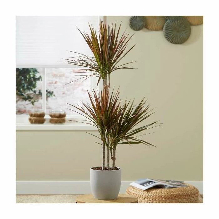 3 Cane Dracaena marginata 'Colorama' | Dragon Tree | 3L Pot 1 3 Cane Dracaena marginata 'Colorama' | Dragon Tree | 3L Pot