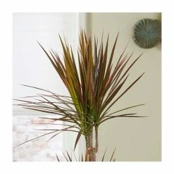 House Plants Store -House Plants Store PL50753 rollover image 38b7