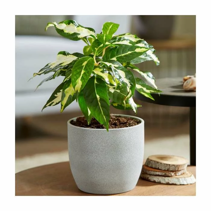 Caricature Plant | Graptophyllum pictum | 13cm Pot 1 Caricature Plant | Graptophyllum pictum | 13cm Pot