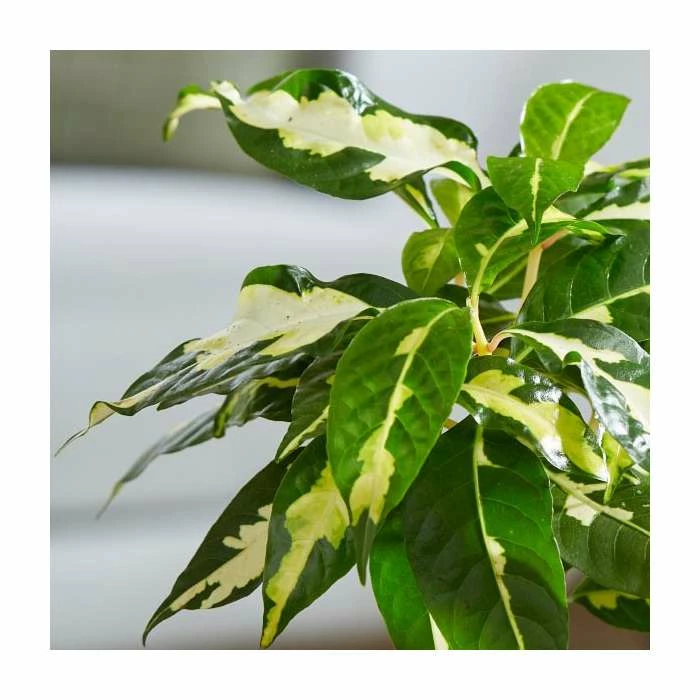 Caricature Plant | Graptophyllum pictum | 13cm Pot 2 Caricature Plant | Graptophyllum pictum | 13cm Pot - Image 2