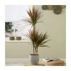 Dracaena marginata 'Colorama' | Dragon Tree | 2L Pot