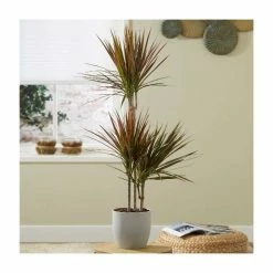 Dracaena marginata 'Colorama' | Dragon Tree | 2L Pot