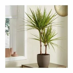 3 Cane Dracaena marginata 'Golden Dragon' | Dragon Tree | 3L Pot -House Plants Store PL50767 add image 1 6d22
