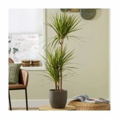 House Plants Store 16 3 Cane Dracaena marginata 'Golden Dragon' | Dragon Tree | 3L Pot