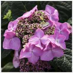 Pink Indoor Hydrangea | Lace Cap | 14cm Pot | By Plant Theory