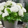 White Indoor Hydrangea | Mop Head | 14cm Pot