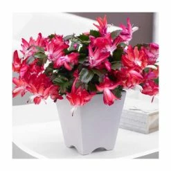 15cm Christmas Cactus | Schlumbergera 'Red' | 15cm Pot