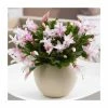 13cm Christmas Cactus | Schlumbergera 'Light Pink' | 13cm Pot