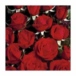 'Happy Ruby Wedding' Bush Rose - 5.5L Pot -House Plants Store PL6121A add image 2 3311