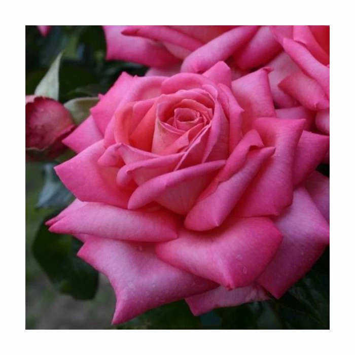 'Wedding Bells' Bush Rose - 5.5L Pot 1 'Wedding Bells' Bush Rose - 5.5L Pot