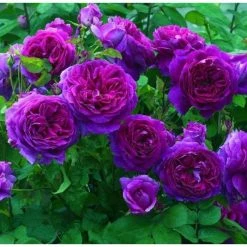 'Ebb Tide' Bush Rose - 4L Pot -House Plants Store PL6125A add image 2 37cd