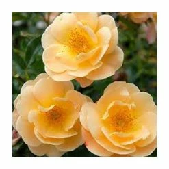 'Flower Carpet Amber' Ground Cover Rose - 4L Pot