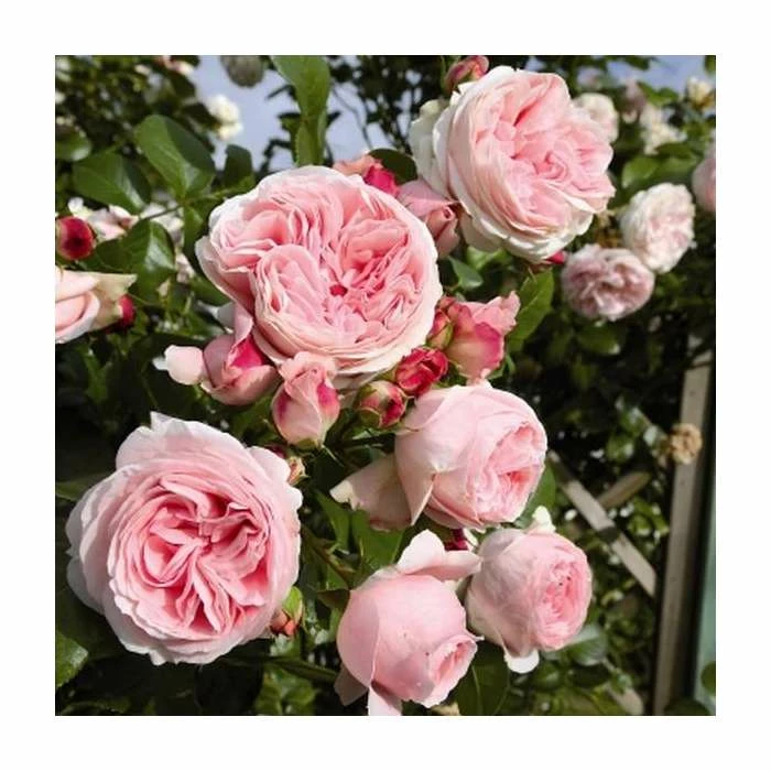 'Giardina' Climber Rose - 5.5L Pot 1 'Giardina' Climber Rose - 5.5L Pot