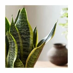 40-50cm 'Superba' Snake Plant | Sansevieria Superba | 14cm Pot -House Plants Store PL92275P add image 1 5fe4