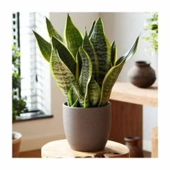 40-50cm 'Superba' Snake Plant | Sansevieria Superba | 14cm Pot