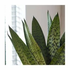 40-50cm 'Fan' Snake Plant | Sansevieria Zeylanica | 14cm Pot 5 40-50cm 'Fan' Snake Plant | Sansevieria Zeylanica | 14cm Pot -House Plants Store PL92276P add image 1 63c5