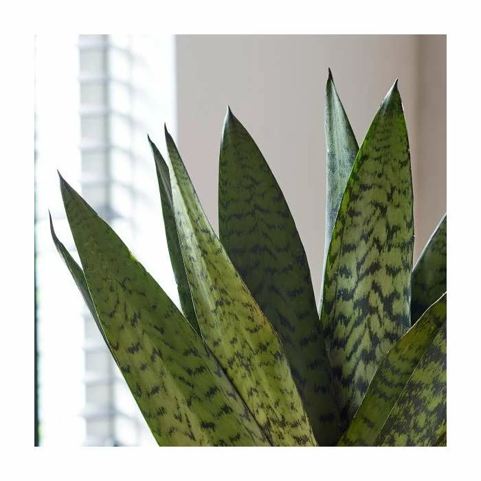 40-50cm 'Fan' Snake Plant | Sansevieria Zeylanica | 14cm Pot 3 40-50cm 'Fan' Snake Plant | Sansevieria Zeylanica | 14cm Pot - Image 3