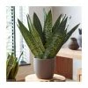 40-50cm 'Fan' Snake Plant | Sansevieria Zeylanica | 14cm Pot