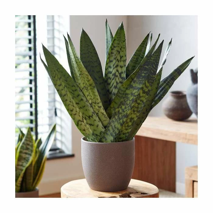 40-50cm 'Fan' Snake Plant | Sansevieria Zeylanica | 14cm Pot 1 40-50cm 'Fan' Snake Plant | Sansevieria Zeylanica | 14cm Pot