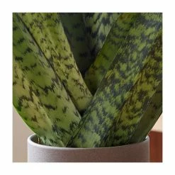 House Plants Store -House Plants Store PL92276P rollover image 9df6