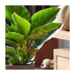 45-55cm Philodendron 'Imperial Green' | 19cm Pot 5 45-55cm Philodendron 'Imperial Green' | 19cm Pot -House Plants Store PL92277P add image 1 4c66