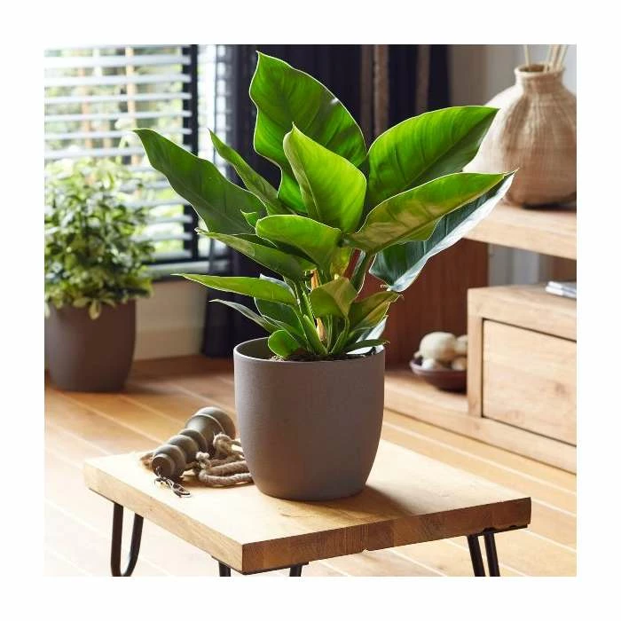 45-55cm Philodendron 'Imperial Green' | 19cm Pot 1 45-55cm Philodendron 'Imperial Green' | 19cm Pot