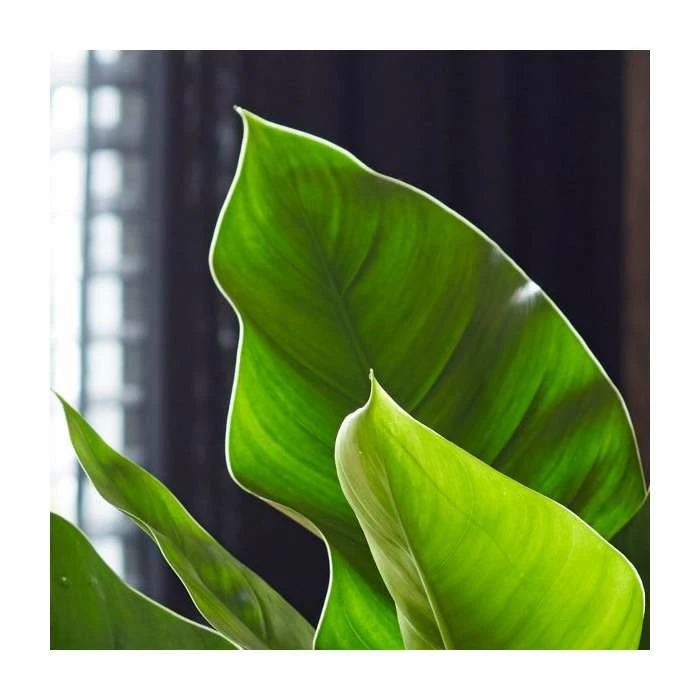45-55cm Philodendron 'Imperial Green' | 19cm Pot 2 45-55cm Philodendron 'Imperial Green' | 19cm Pot - Image 2