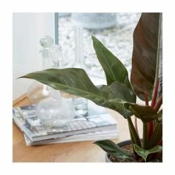 50-55cm Philodendron 'Imperial Red' | 19cm Pot -House Plants Store PL92278P add image 1 0a15