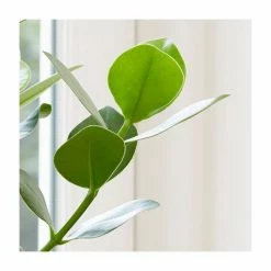 50-60cm Autograph Tree | Clusia Princess | 17cm Pot -House Plants Store PL92287P add image 1 d062