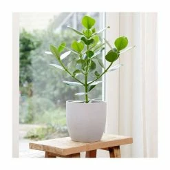 50-60cm Autograph Tree | Clusia Princess | 17cm Pot