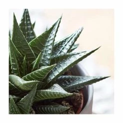 15-20cm Haworthia Limifolia | Fairy Washboard | 10.5cm Pot -House Plants Store PL92288P add image 1 78c3