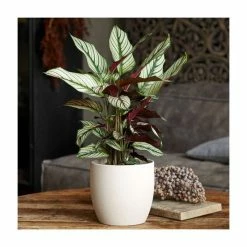 40-50cm Calathea 'Whitestar' | Prayer Plant | 14cm Pot