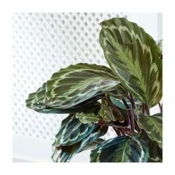 65-75cm Calathea 'Medallion' | Zebra Plant | 19cm Pot 5 65-75cm Calathea 'Medallion' | Zebra Plant | 19cm Pot -House Plants Store PL92296P add image 1 9378