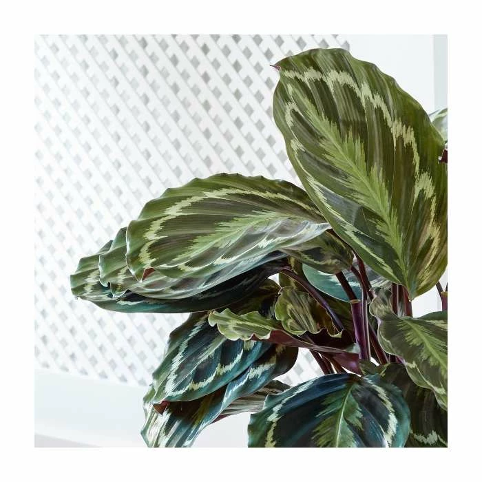 65-75cm Calathea 'Medallion' | Zebra Plant | 19cm Pot 3 65-75cm Calathea 'Medallion' | Zebra Plant | 19cm Pot - Image 3