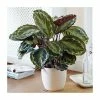 65-75cm Calathea 'Medallion' | Zebra Plant | 19cm Pot