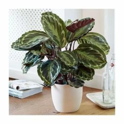 65-75cm Calathea 'Medallion' | Zebra Plant | 19cm Pot