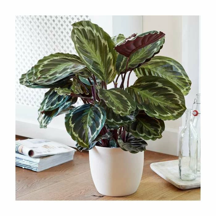 65-75cm Calathea 'Medallion' | Zebra Plant | 19cm Pot 1 65-75cm Calathea 'Medallion' | Zebra Plant | 19cm Pot