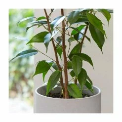 60-70cm Ficus benjamina 'Danita' | Weeping Fig | 17cm Pot -House Plants Store PL92297P add image 1 f864