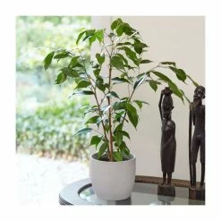 60-70cm Ficus benjamina 'Danita' | Weeping Fig | 17cm Pot
