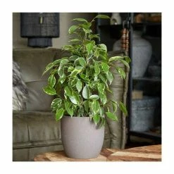 60-70cm Ficus benjamina 'Golden King' | Weeping Fig | 17cm Pot