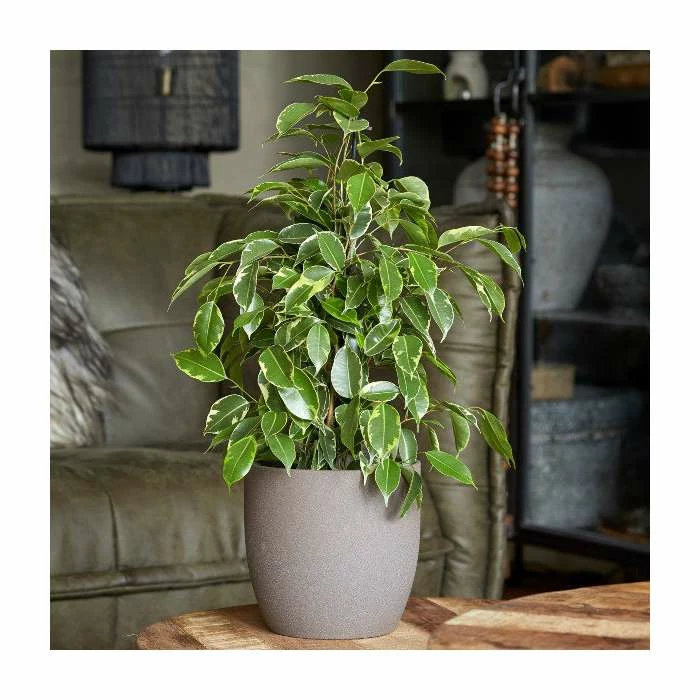 60-70cm Ficus benjamina 'Golden King' | Weeping Fig | 17cm Pot 1 60-70cm Ficus benjamina 'Golden King' | Weeping Fig | 17cm Pot