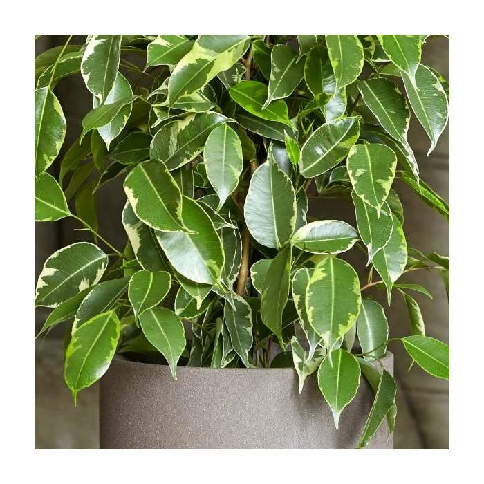 60-70cm Ficus benjamina 'Golden King' | Weeping Fig | 17cm Pot 2 60-70cm Ficus benjamina 'Golden King' | Weeping Fig | 17cm Pot - Image 2