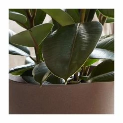 50-60cm Multi Stem Rubber Plant | Ficus elastica Robusta | 21cm Pot 5 50-60cm Multi Stem Rubber Plant | Ficus elastica Robusta | 21cm Pot -House Plants Store PL92299P add image 1 8af4