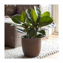 50-60cm Multi Stem Rubber Plant | Ficus elastica Robusta | 21cm Pot