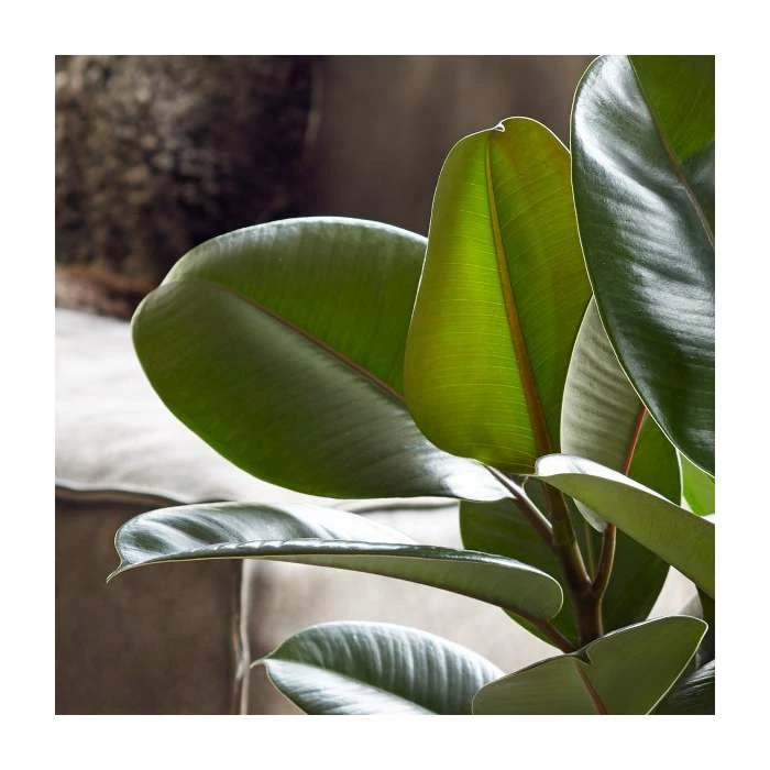 50-60cm Multi Stem Rubber Plant | Ficus elastica Robusta | 21cm Pot 2 50-60cm Multi Stem Rubber Plant | Ficus elastica Robusta | 21cm Pot - Image 2